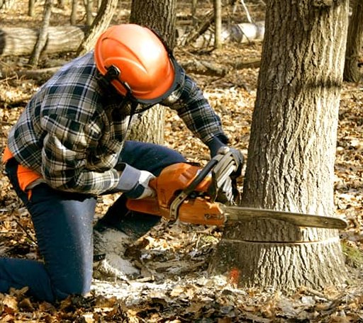 Tree Removal in Shelton, NE